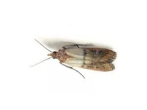 Indian-Meal-Moth-Plodia-Interpunctella-Pest-Solutions-Pest-Control