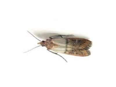 Indian Meal Moth (Plodia Interpunctella) - Pest Solutions - Pest Control