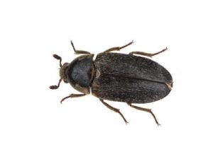 Leather Beetle Dermestes Maculatus Pest Solutions Pest Control 1 - Pest Solutions