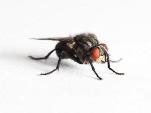 Lesser-House-Flies-Fannia-Canicularis-Pest-Solutions-Pest-Control