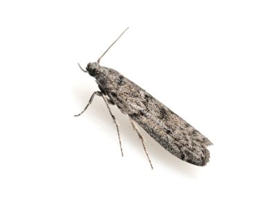 Mediterranean Flour Moth (Ephestia Kuehniella) - Pest Solutions - Pest Control