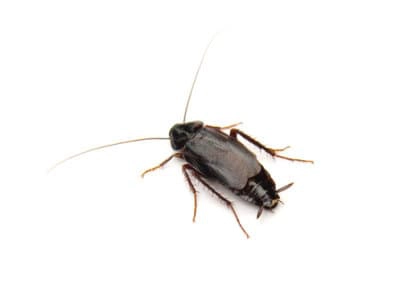 Oriental Cockroaches (Blatta orientalis) - Pest Solutions - Pest Control