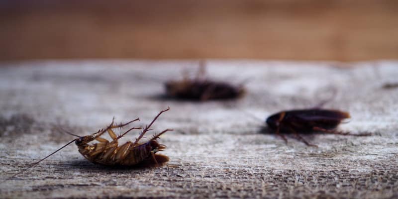 Oriental Cockroaches (Blatta orientalis) - Pest Solutions - Pest Prevention