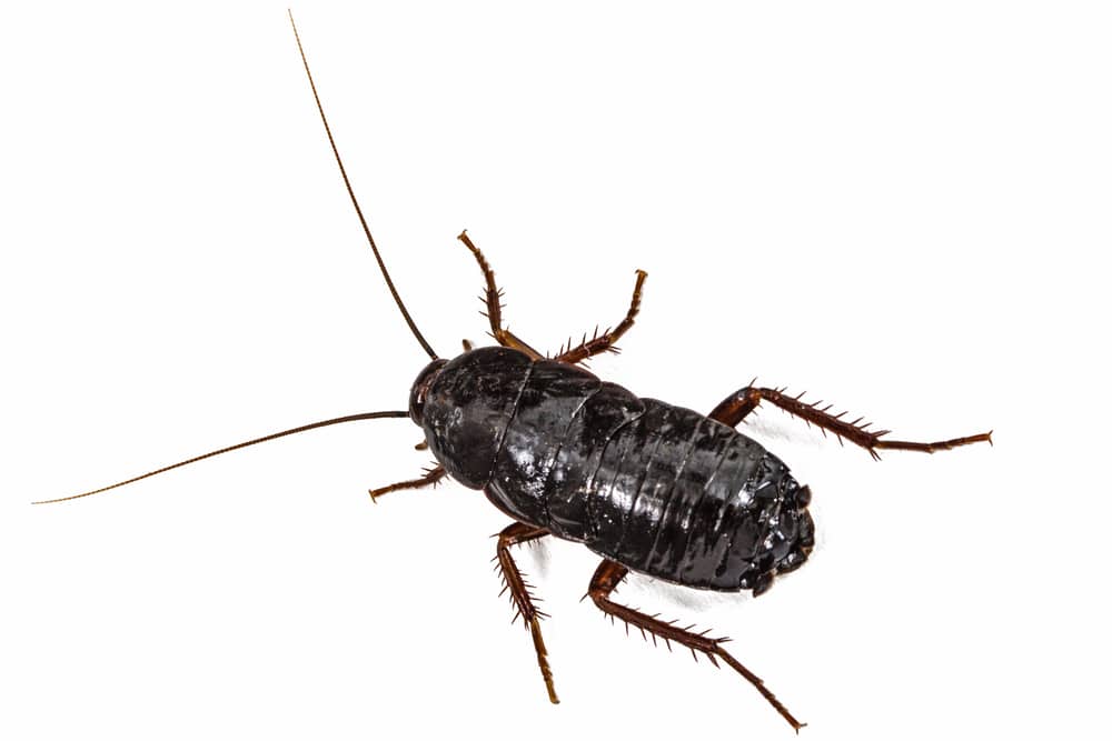 Oriental cockroach (Blatta orientalis) - Pest Solutions