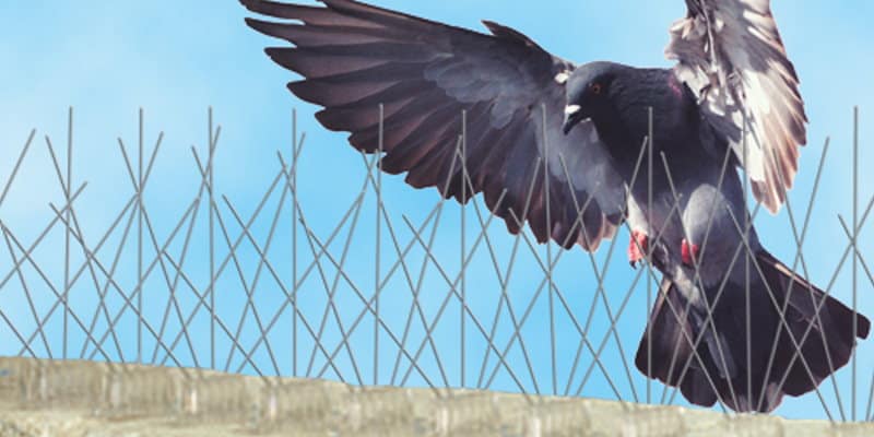 Pest Bird Deterrent Systems Glasgow - Pest Solutions - Bird Control