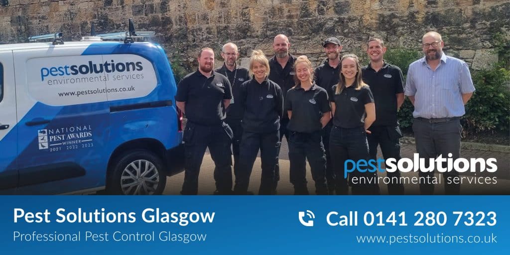 Pest Control Glasgow. Pest Solutions