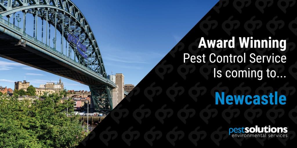 Pest Control Newcastle - Bird Control - Pest Solutions
