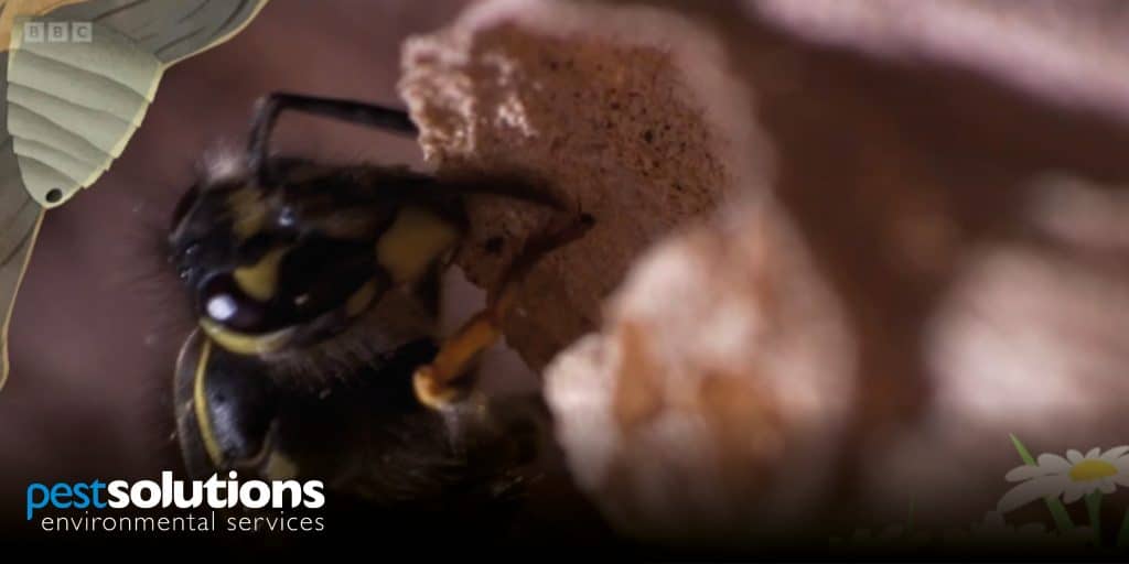 Pest Solutions Contribute To CBeebies Teeny Tiny Creatures TV Show of Wasps