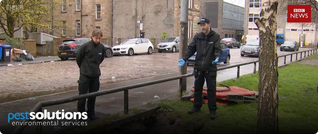 Pest Solutions team show impact of rat burrowing in Glasgow on BBC News