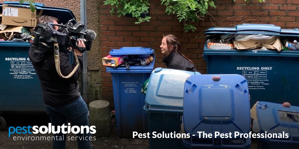 Pest Solutions - The Pest Professionals - Glasgows Rise In Rodent Infestations