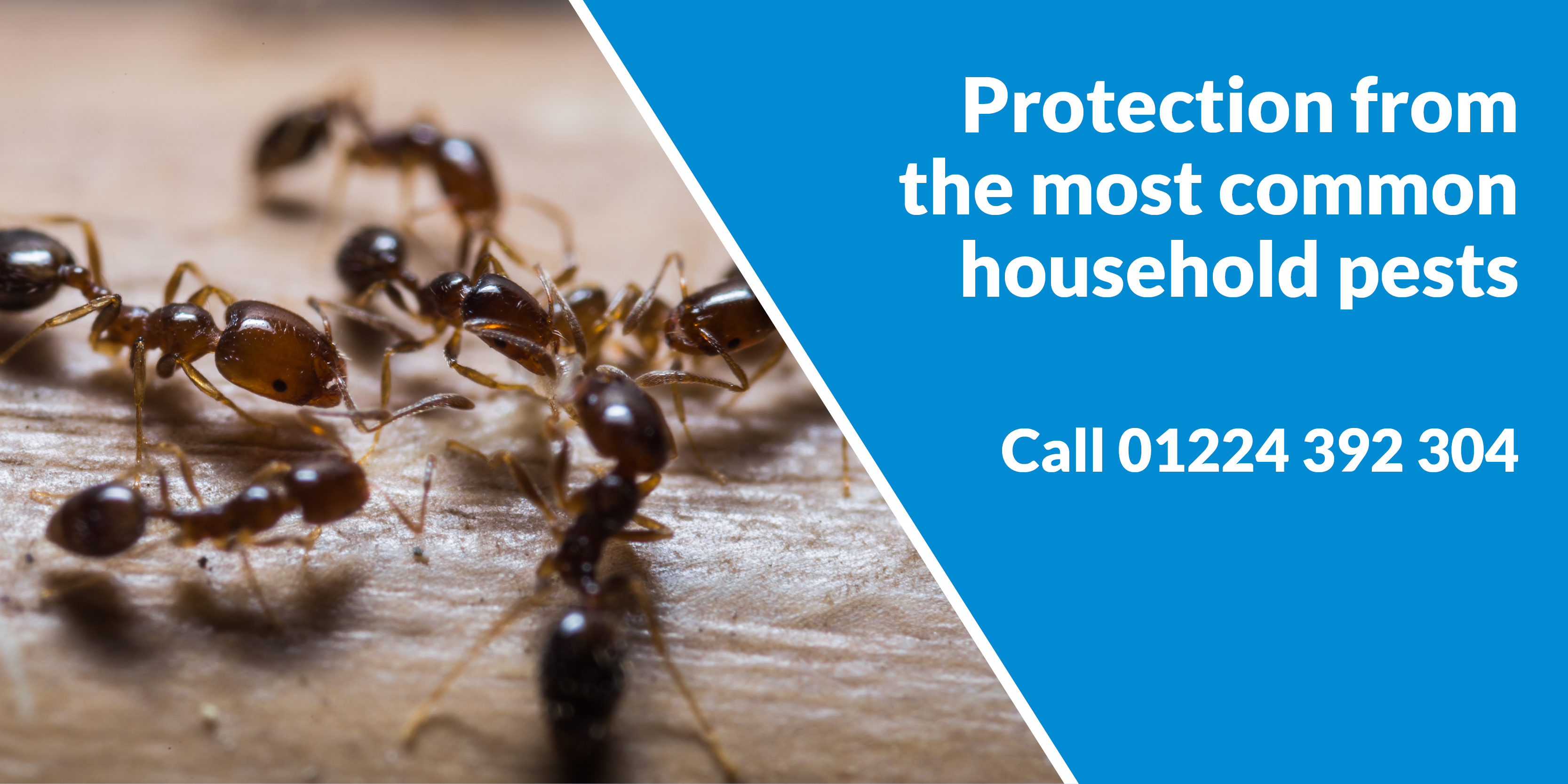 Pest Control Company Aberdeen Pest Solutions - Pest Solutions