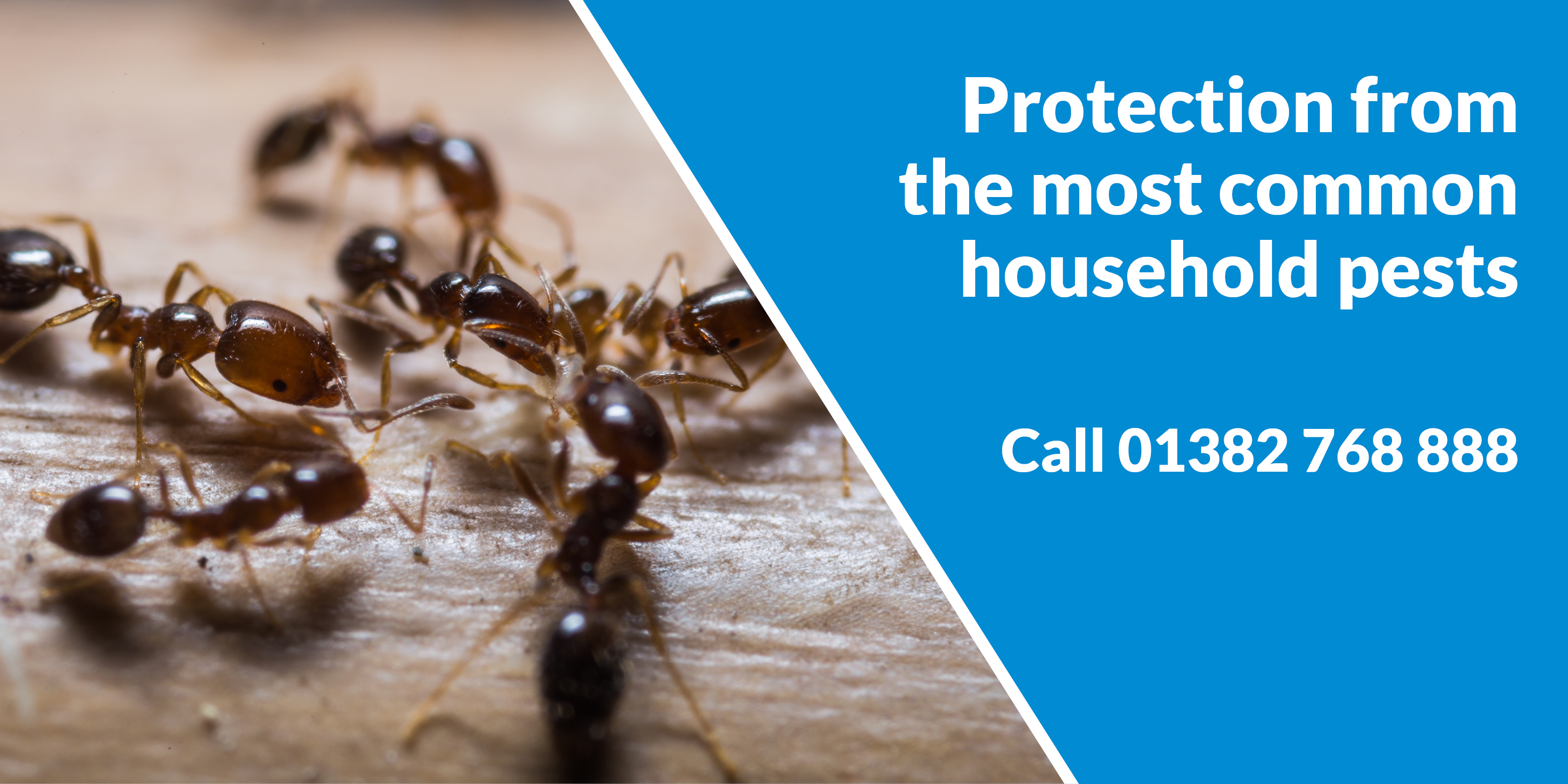 Pest Control Dundee Pest Solutions - Pest Solutions