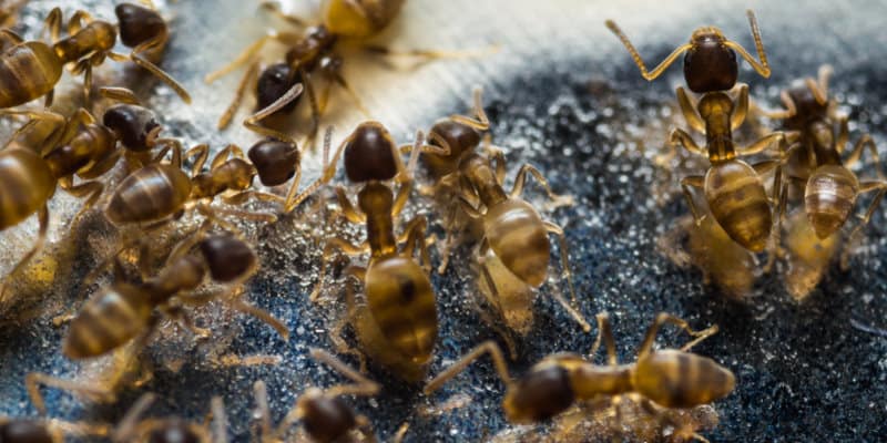 Pharaohs Ants (Monomorium pharaonis) - Pest Solutions - Pest Control Glasgow