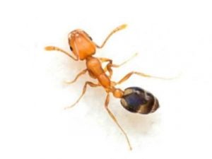 Pharaohs-Ants-Monomorium-Pharaonis-Pest-Solutions-Pest-Prevention