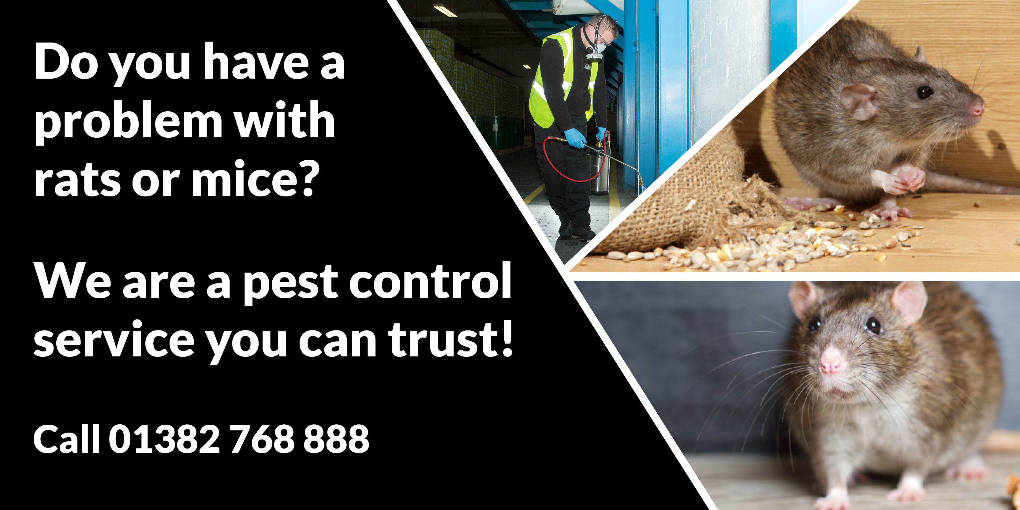 Professional Pest Control Dundee Pest Solutions - Pest Solutions