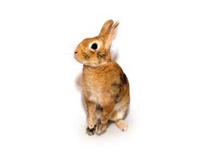 Rabbits-Oryctolagus-caniculas-Pest-Solutions-Pest-Control