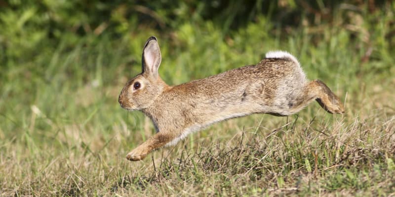 Rabbits (Oryctolagus caniculas) - Pest Solutions - Pest Prevention