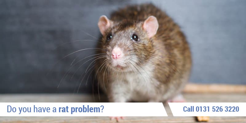 Rat Control Edinburgh How To Get Rid Of Rats - Pest Solutions