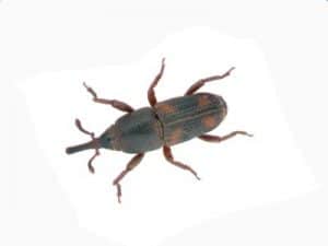 Rice-Weevil-Sitophilus-Oryzae-Pest-Solutions-Pest-Control