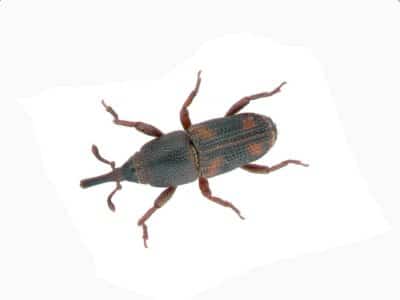 Rice-Weevil-Sitophilus-Oryzae-Pest-Solutions-Pest-Control