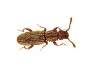 Saw-Toothed-Grain-Beetle-Oryzaephilus-Surinamensis-Pest-Solutions-Pest-Control