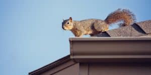 Squirrel On The Roof Top