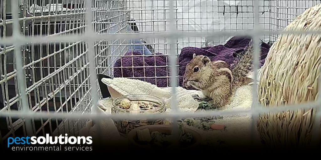 Stowaway Indian Palm Squirrel Rescued - Zippy The Squirrel - Pest Solutions