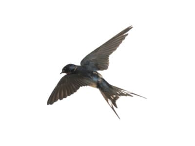 Swallows (Hirundinidae spp.) - Pest Solutions - Pest Control