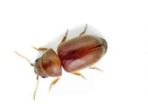 Tobacco-Beetle-Lasioderma-Serricorne-Pest-Solutions-Pest-Control