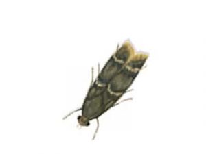Tropical Warehouse Moth Ephestia Cautella Pest Solutions Pest Control 1 - Pest Solutions