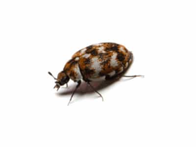 Varied Carpet Beetle (Anthrenus verbasci) - Pest Solutions - Pest Control