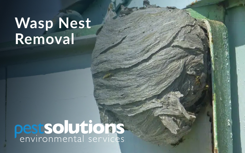 wasp nest removal