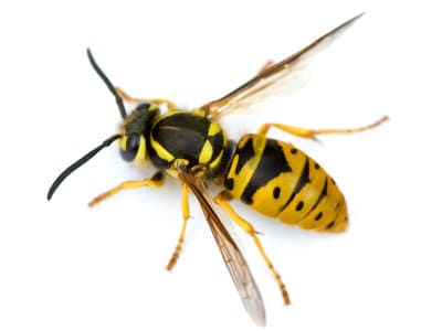 Wasps (Vespula vulgaris) - Pest Solutions - Pest Control