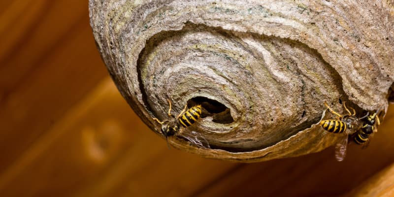 Wasps (Vespula vulgaris) - Pest Solutions - Pest Prevention