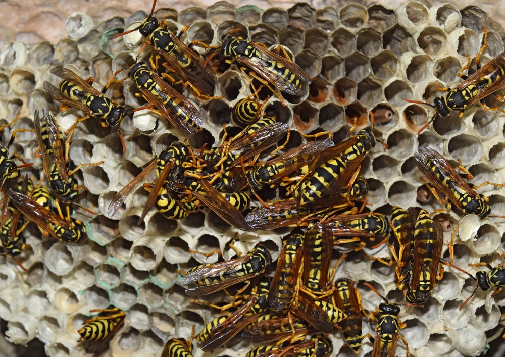 Wasps in Nest