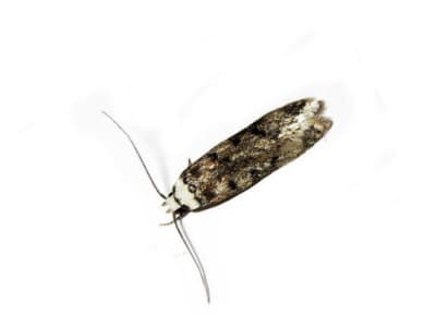 Webbing Clothes Moth Tineola bisselliella Case-bearing Clothes Moth Tinaea  pellionella - 1env Solutions