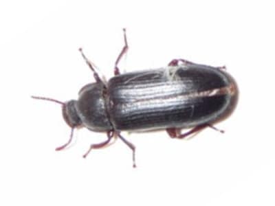 Yellow-Mealworm-Beetle-Tenebrio-molitor-Pest-Solutions-Pest-Control