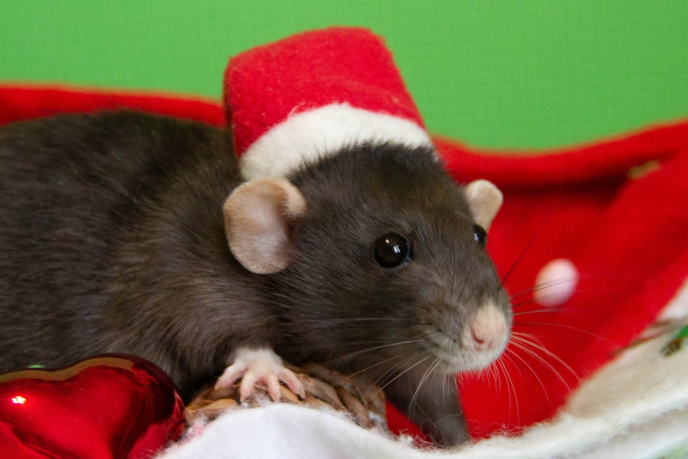 Christmas rat